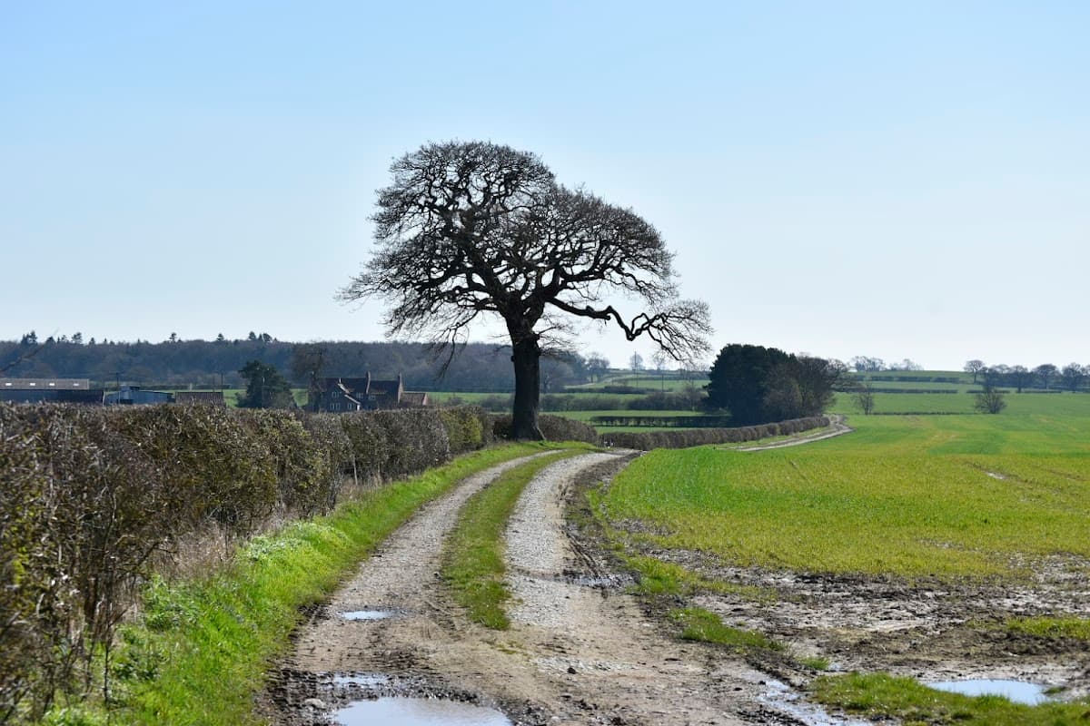 A dirt path lined with hedgerows leads to a large tree, with green fields and distant trees under a clear blue sky.
