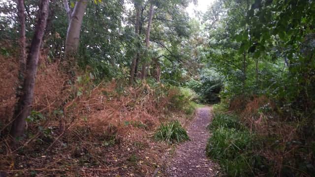 A narrow path winding through dense greenery and trees at Heworth Holme, with scattered foliage and undergrowth.