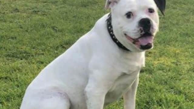 Vets for Pets - Sheffield Drakehouse - Vets in eckington