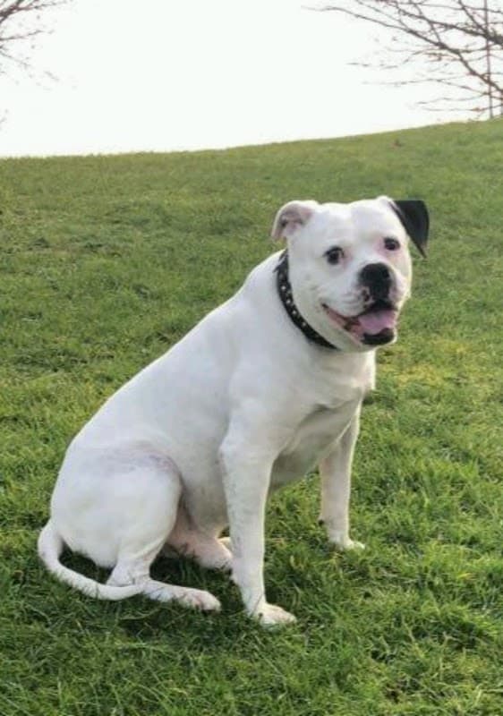 Vets for Pets - Sheffield Drakehouse