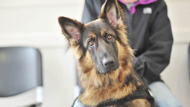 Ark Veterinary Practice - Dronfield - Vets in greenhill