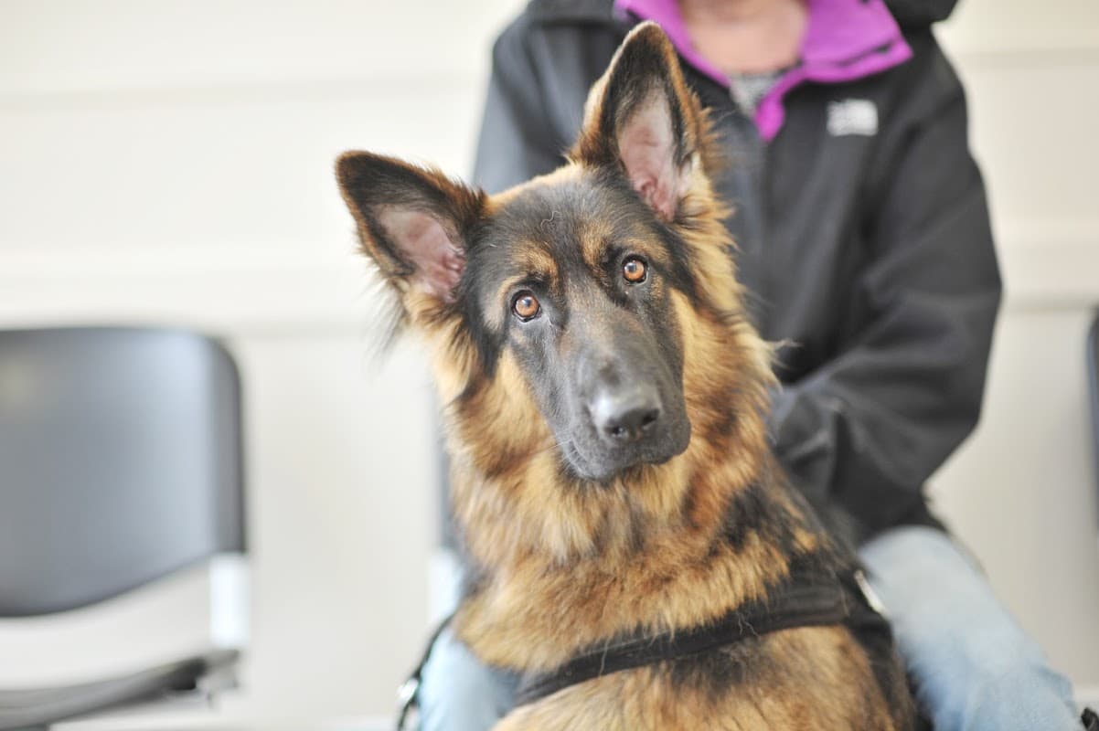 Ark Veterinary Practice - Dronfield