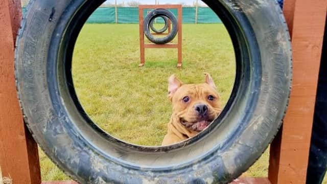 Filey Dog Field - Park in filey