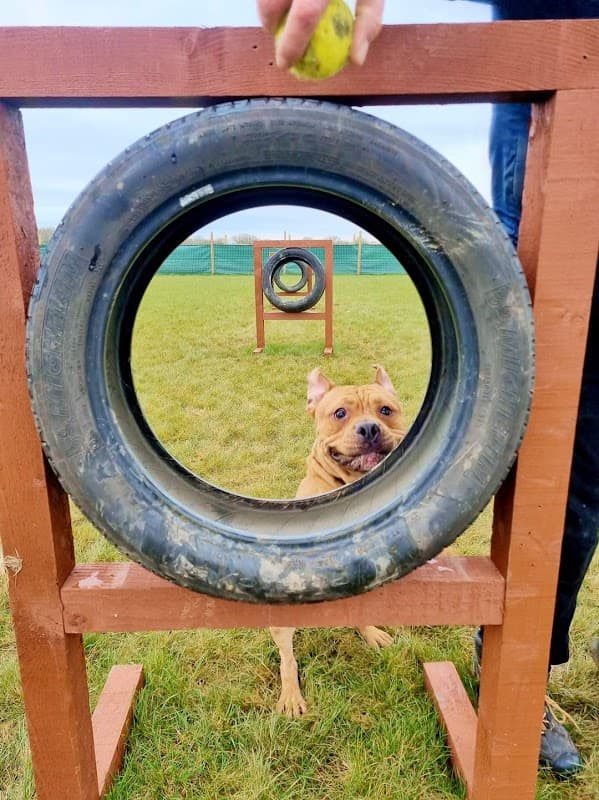 Filey Dog Field