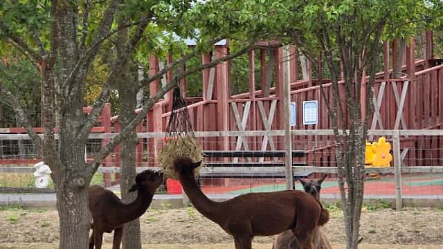 Gulliver's Mini Farm - Zoos in eckington