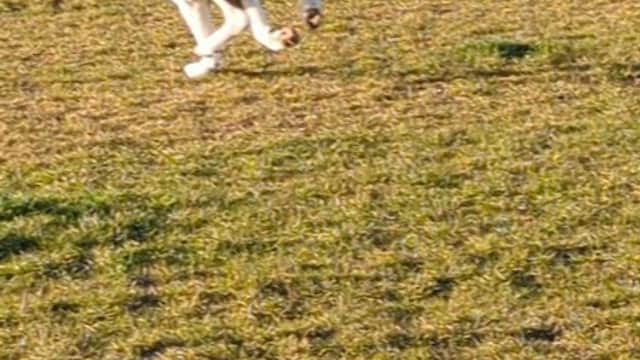A dog running freely across a grassy field in Skirlaugh, Yorkshire, with a fenced area in the background.