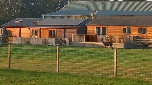 Wooden buildings with a green lawn, fenced area, and horses grazing in the background at Egremont Pines, Fangfoss.