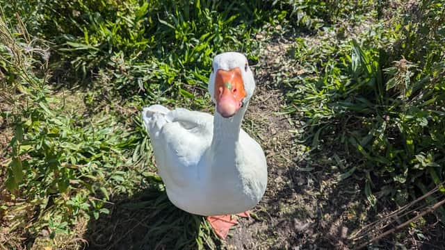A white duck with an orange beak stands on grassy ground near Bowers Mill Visitor Parking in Barkisland, Yorkshire.