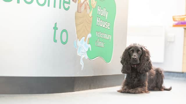Holly House Veterinary Clinic - Vets in moortown