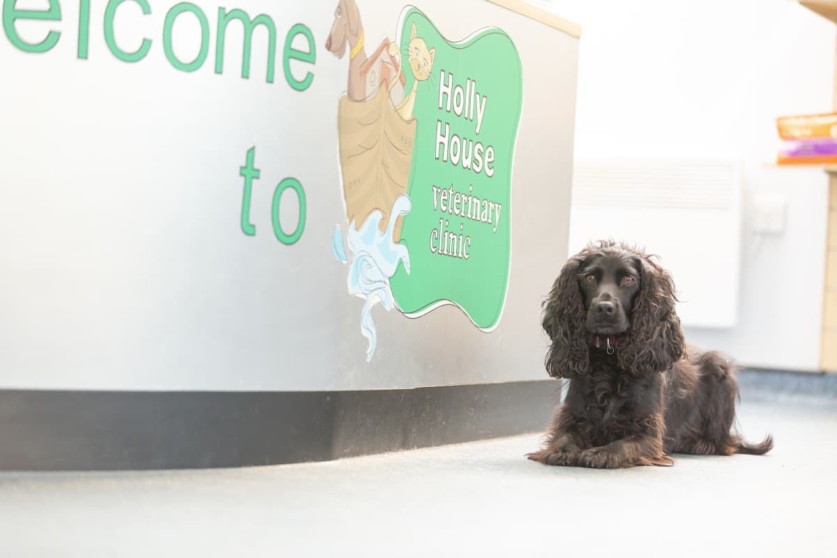 Holly House Veterinary Clinic