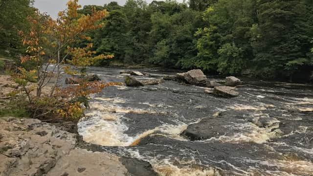 Rushing river with rocky banks, surrounded by lush green trees in Yorkshire Dales National Park near Aysgarth Falls.