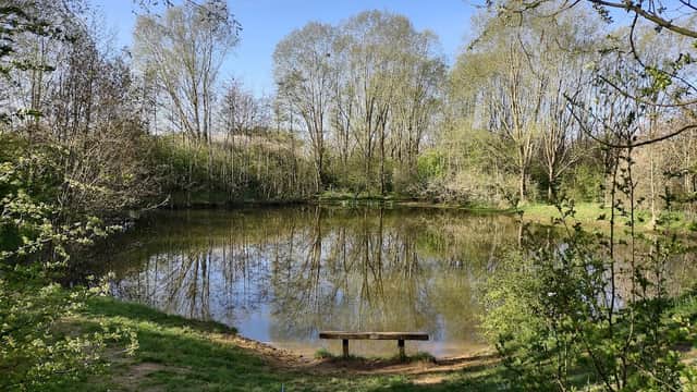 Serene pond surrounded by lush trees and greenery, with a black dog in the foreground. Clear blue sky above.