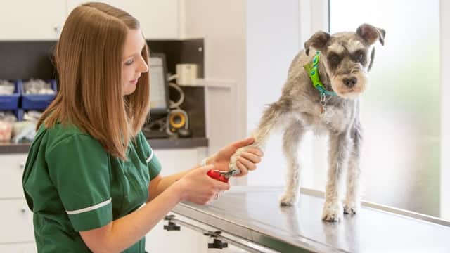 Veterinary nurse trimming the paw of a small schnauzer on a stainless steel table in a bright clinic.