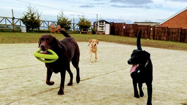 Three dogs play in a spacious park, with one carrying a green frisbee and a backdrop of trees and a wooden building.