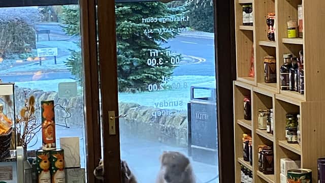 Two dogs peering through a glass door at 1066 Deli & Bakery, shelves stocked with jars visible inside.