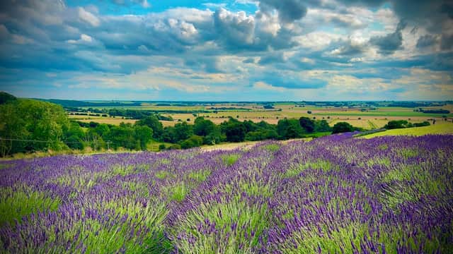 Vibrant lavender fields stretch across rolling hills under a dramatic sky with scattered clouds.