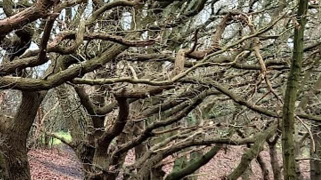 Twisted tree branches in a wooded area with fallen leaves covering the ground in Austerfield, Yorkshire.