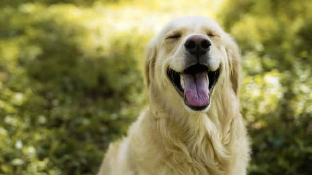 4Paws Pet Insurance - Insurance in harrogate