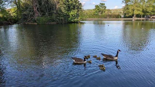 Ducks and ducklings swim in a serene lake surrounded by lush greenery and trees under a clear blue sky.
