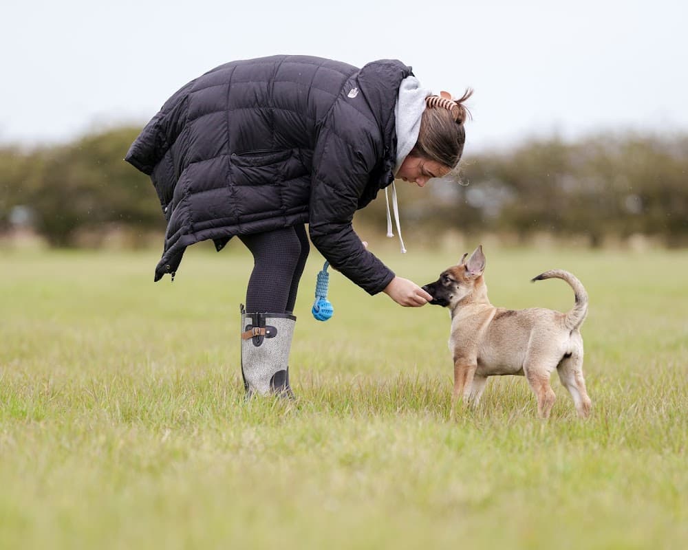 Hollym Secure Dog Walking Field