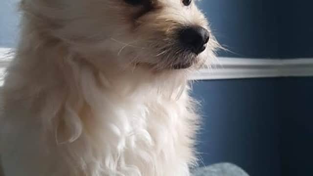 Vets4Pets - Hull Stoneferry - Vets in hull
