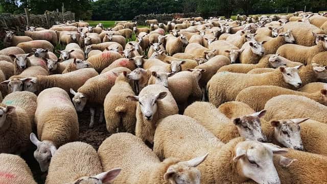 A large flock of sheep gathered closely in a field, surrounded by trees and a stone wall in Kirkby Overblow.