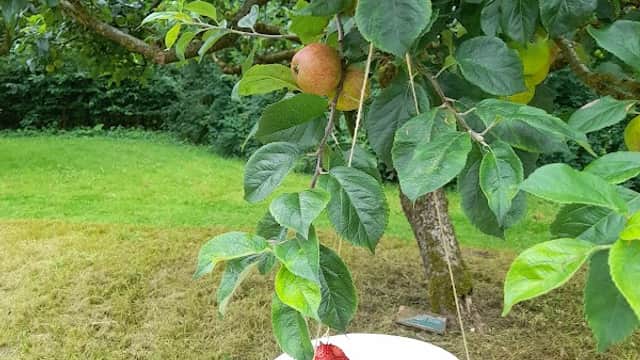Ripon Walled Garden - Attraction in sutton grange north yorkshire