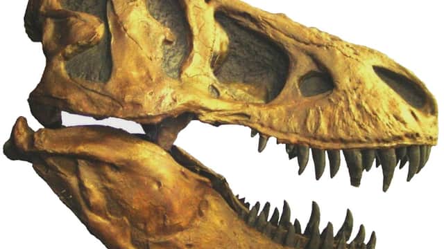 Dinostar - Museum in hull