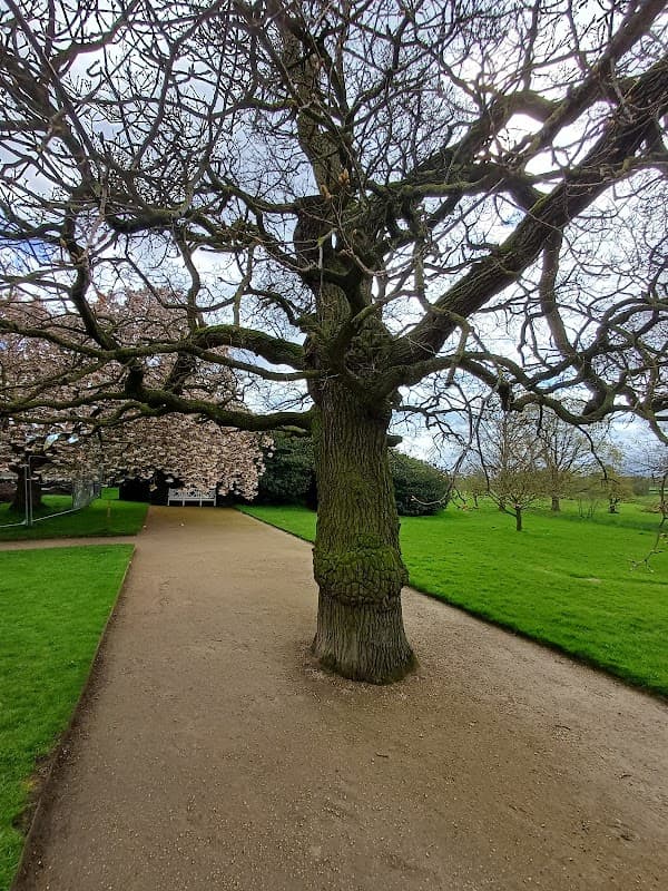 A large, bare tree with twisted branches stands along a gravel path, surrounded by green grass and distant shrubs.