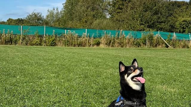 A black and tan dog sits on green grass in a sunny field, surrounded by trees and a blue sky.