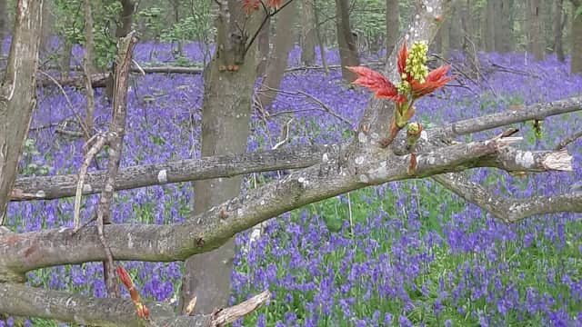 A vibrant scene of Stittenham Wood, featuring blooming bluebells and budding leaves on tree branches.