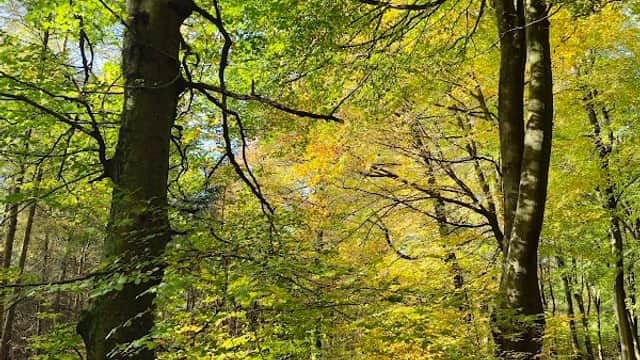 Sunlit trees with vibrant green and yellow leaves in Timble Woods, Yorkshire, creating a serene woodland atmosphere.