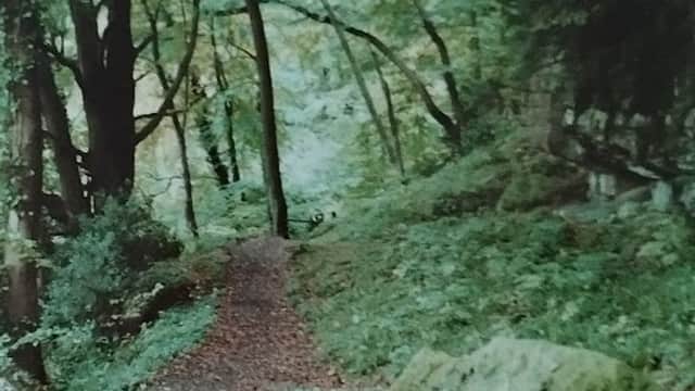 Forest path surrounded by lush greenery and trees, with fallen leaves scattered along the trail.