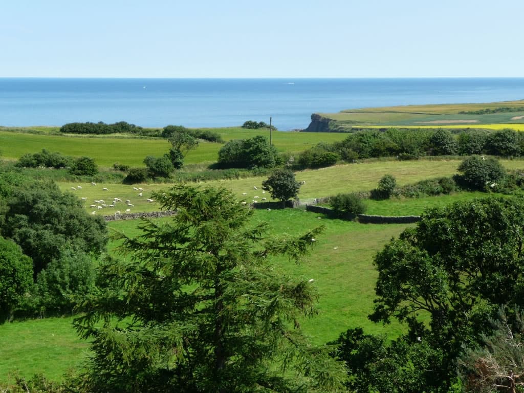 Little Pastures