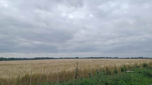 Expansive golden fields under a cloudy sky, with greenery along the roadside in Holmpton, Yorkshire.