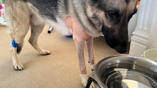 A German Shepherd stands beside a water bowl in a cozy indoor setting with light-colored carpet and furniture in the background.