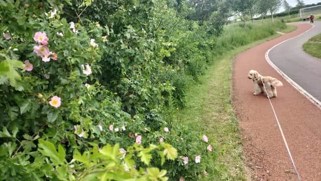 A dog stands on a path beside blooming bushes in Sowerby Sports Village, surrounded by greenery and a cloudy sky.