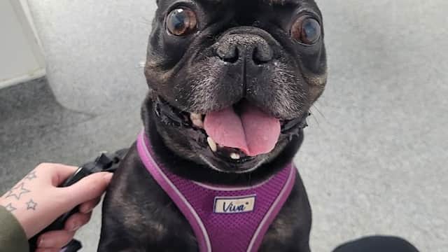 Vets for Pets Halifax - Vets in halifax