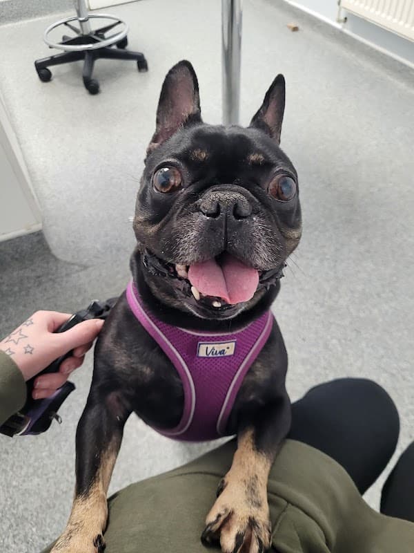 Vets for Pets Halifax