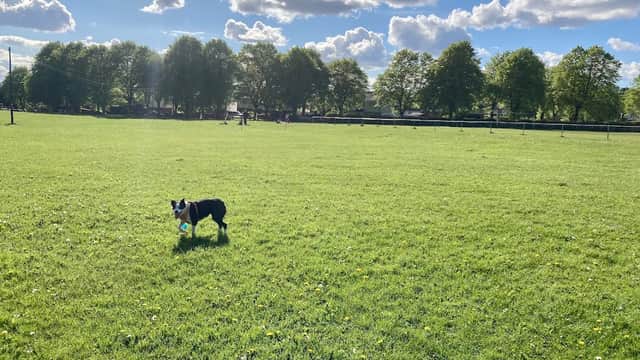 A dog playing with a blue ball on a grassy field surrounded by trees under a partly cloudy sky.