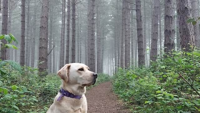 Swinnow Wood - Park in bawtry