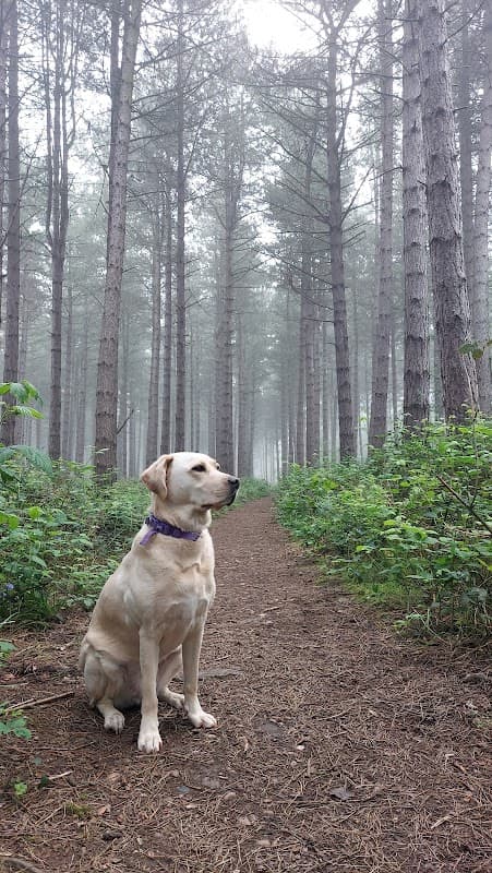 Swinnow Wood