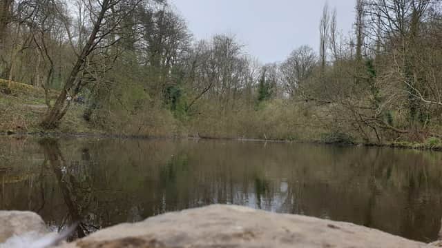Still water reflecting trees in a serene landscape, with a rocky foreground and soft, muted colors.