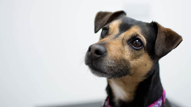 Priory Vets - Vets in great driffield