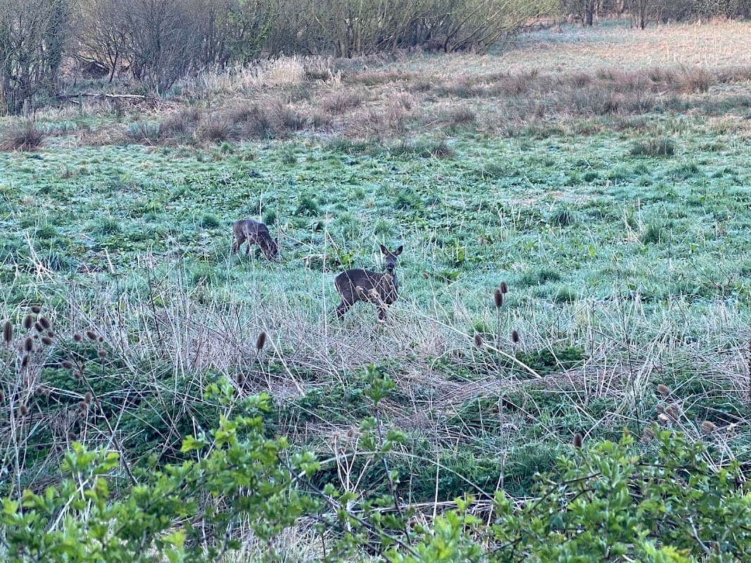 Bingley North Bog