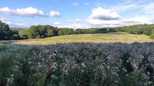 Free parking area surrounded by lush greenery and wildflowers under a blue sky with scattered clouds.