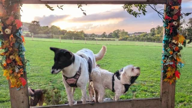 Two dogs play at Pool Dog Park, framed by a wooden sign adorned with colorful flowers and a scenic green field backdrop.