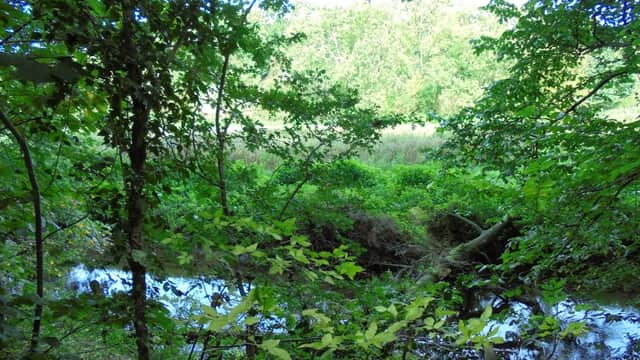 Lush greenery surrounds a tranquil river, with trees and foliage framing the serene landscape of Brockadale Nature Reserve.