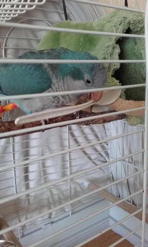 Old Town Pet Store Bridlington
