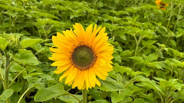 Sandy Bottom Farm - Attraction in hedon